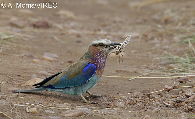 Lilac-breasted Roller m17-73-129.jpg